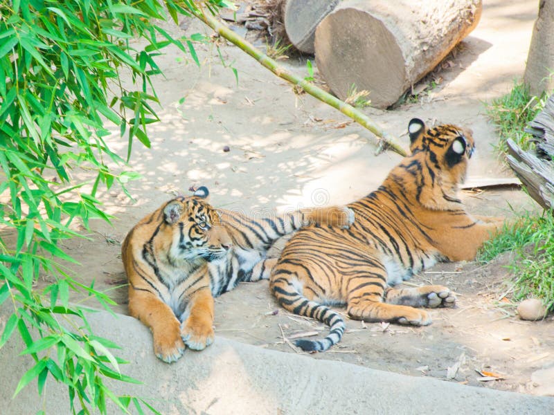 Two royal Bengal tiger at zoo of Los Angeles