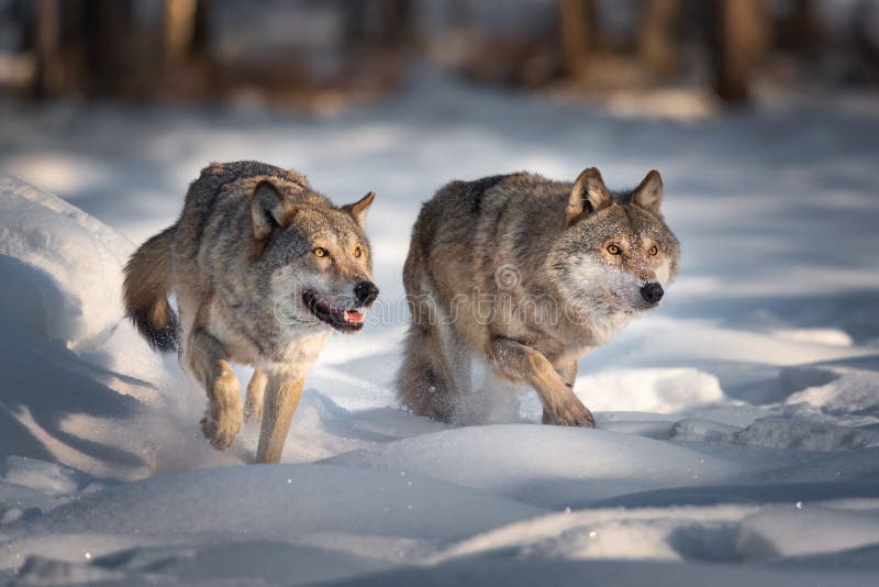 Two Running Grey Wolves On Fresh Snow. Pair Of European Wolfs. Wolf Grin