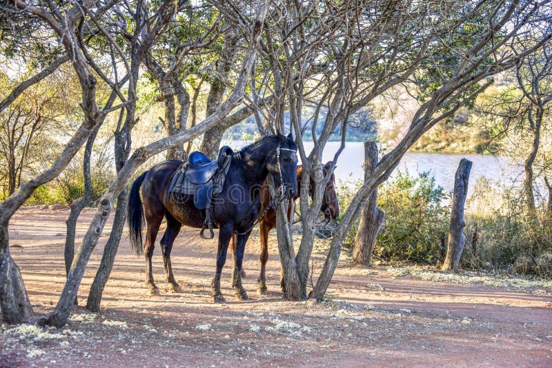 Horses and a tree stock photo. Image of horse, season 4345514