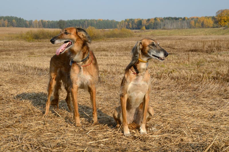 Two brown Saluki or Kazakh greyhounds Tazi on autumn backgroung. Two brown Saluki or Kazakh greyhounds Tazi on autumn backgroung