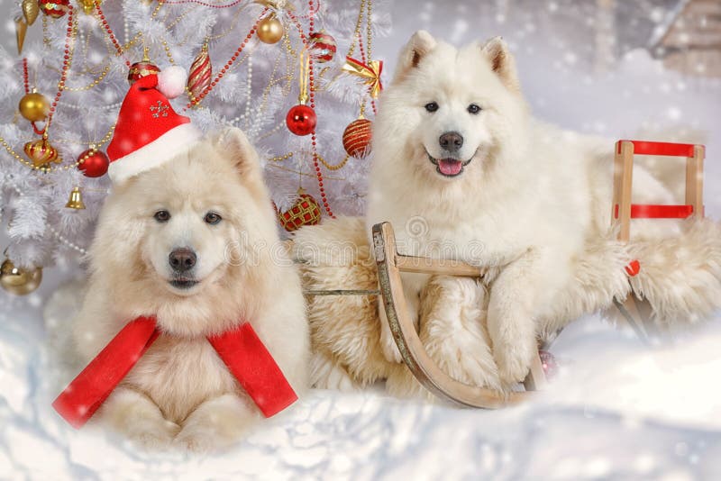 Two Samoyed Dogs in Christmas Interiors Stock Photo Image of december