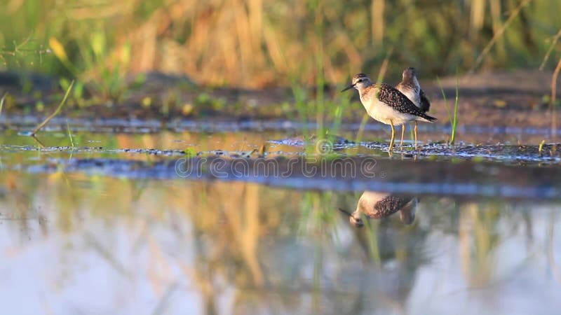 Two sandpipers cleaning feathers