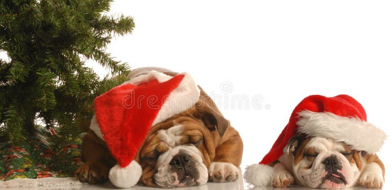 Due bulldog inglesi indossando cappellini da babbo natale sotto l'albero di natale.