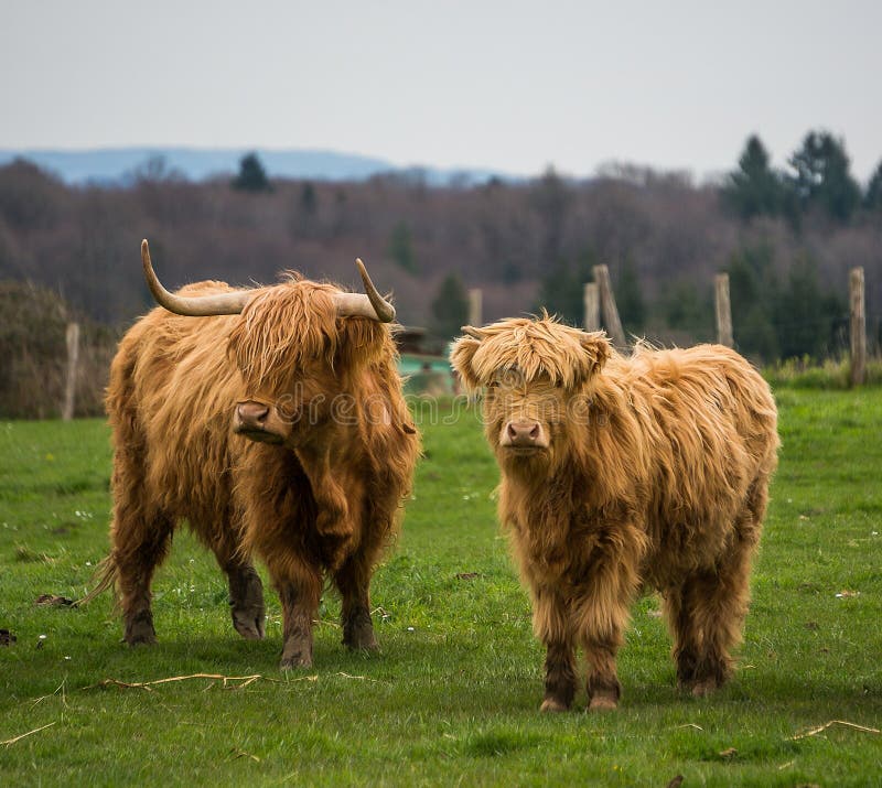 miniature scottish highland cattle without horns miniature scottish highland cattle without horns