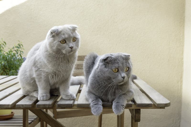 Two Scottish Fold cats