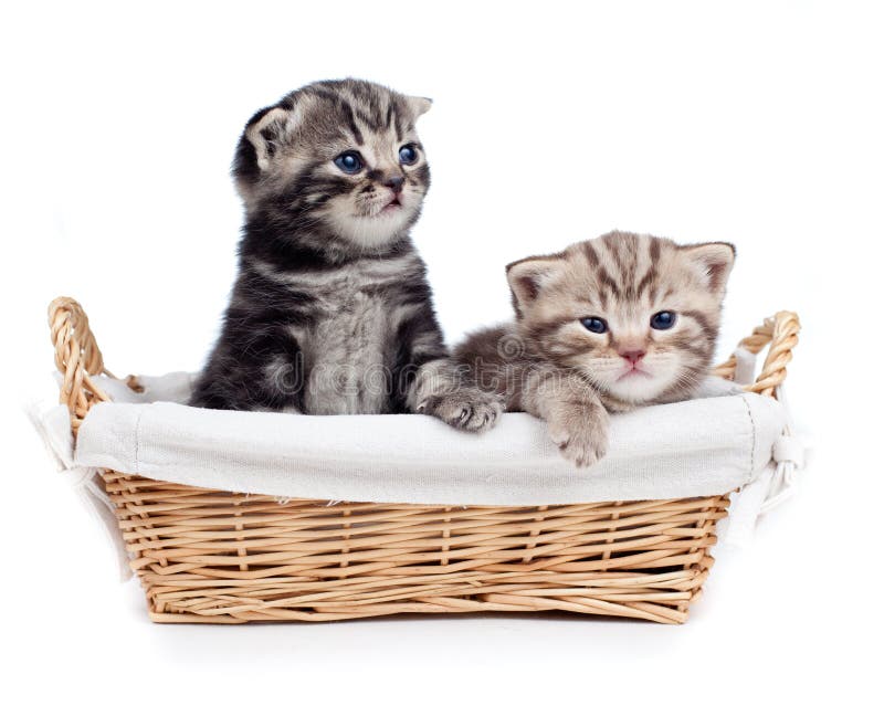 Two Scottish kitten sitting in basket isolated