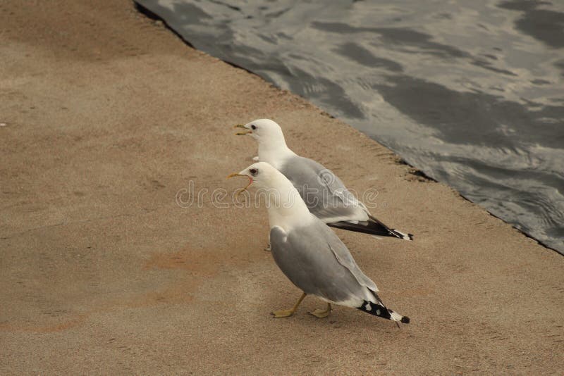 Screaming seagulls stock image. Image of greedy, seagull 2153485
