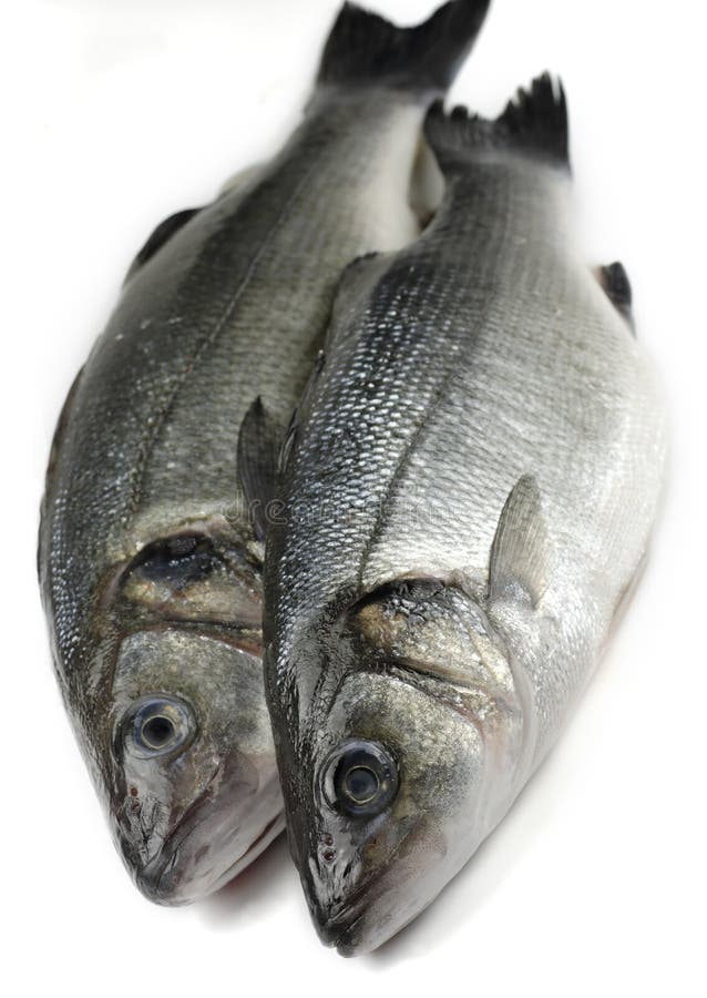 Two sea bass stock image. Image of head, spots, scales 4434777