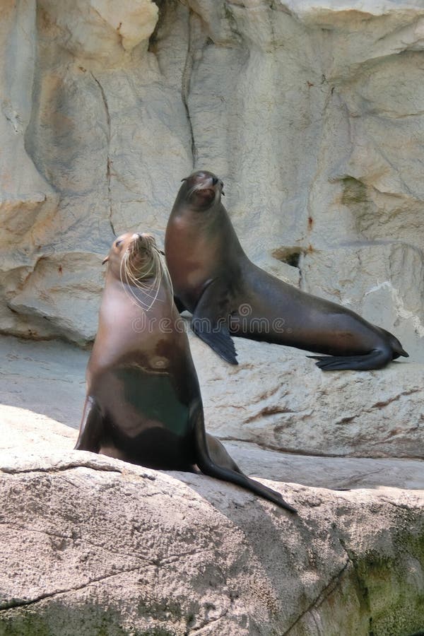 Two sea lions at Pacific Pier at Ocean Park royalty free stock photography