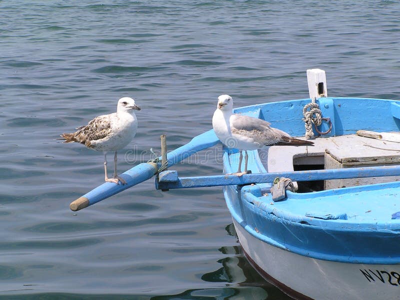 Two seagulls