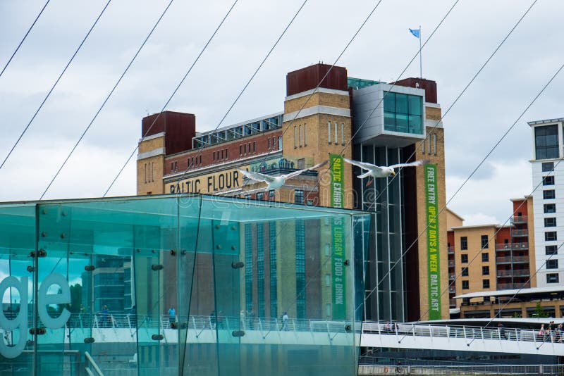 Two seagulls fly at a low altitude over the Gateshead Millennium Bridge at Newcastle Quayside. The Baltic Centre for Contemporary