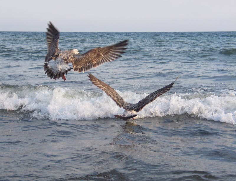 Two seagulls flying above sea waves