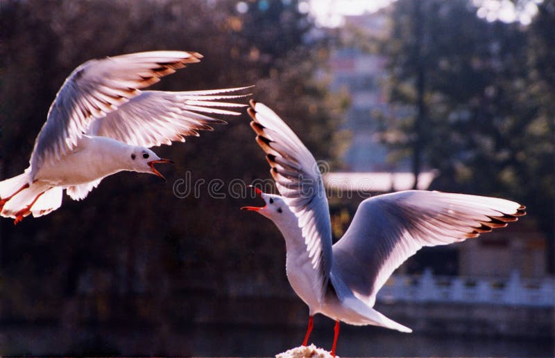 Two seagulls flying face to face