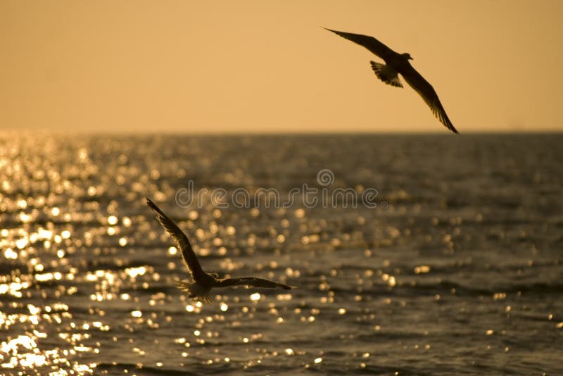 Two seagulls royalty free stock photography Two seagulls royalty free stock photography