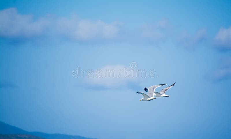 Two seagulls flying in the sky royalty free stock photos