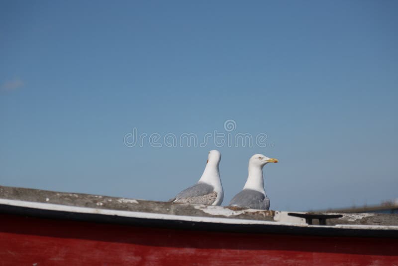 Two seagulls pose on fishing boat