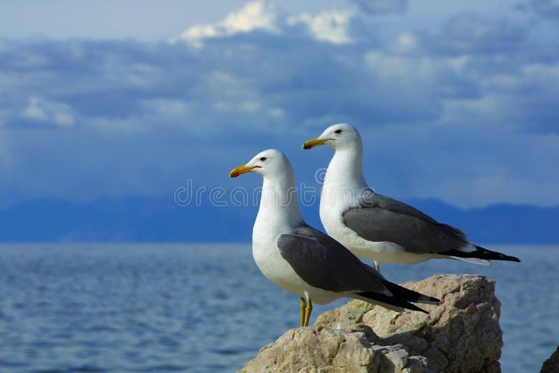 Two seagulls side by side against sky