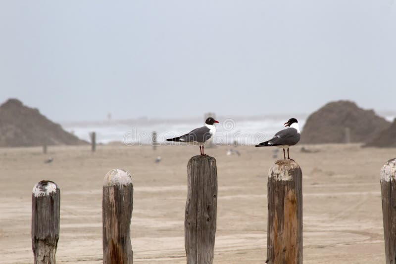 Two seagulls sitting on a pier post overlooking the ocean