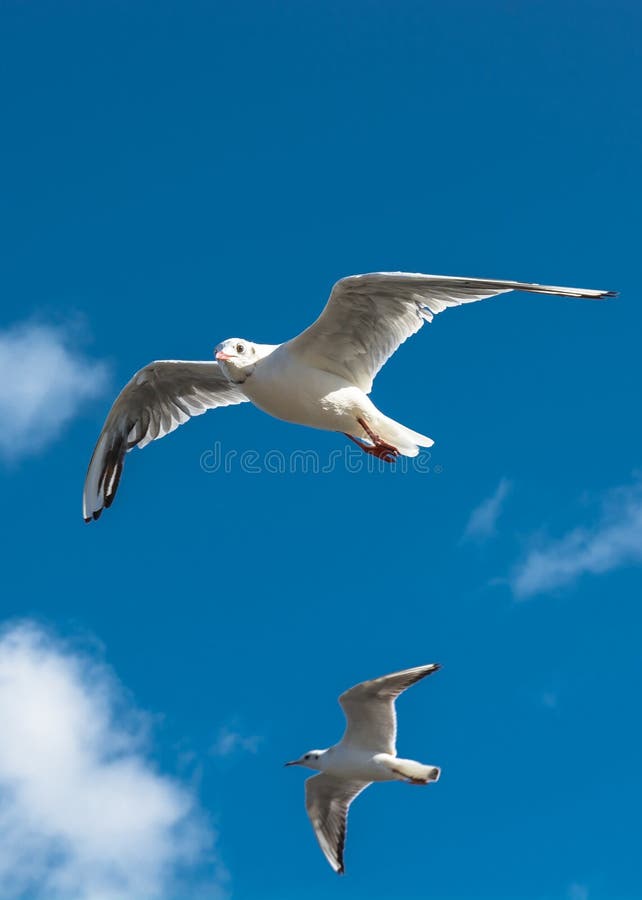 Two seagulls in the sky