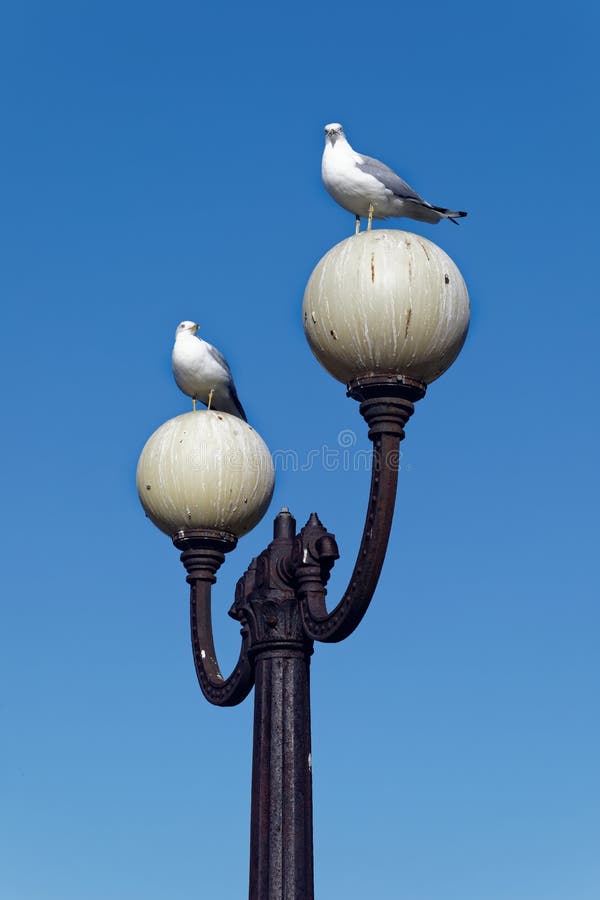 Will Bird Poop Hurt My Dog