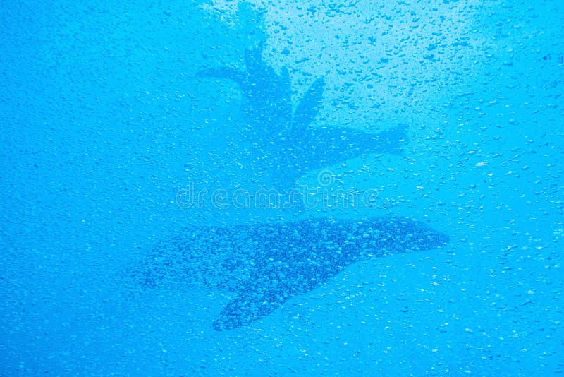 Two Seals Float Underwater in Air Bubbles Stock Photo Image of seal