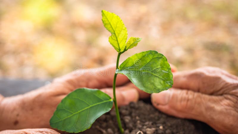 Two senior hands holding tree on nature field. Bokeh yellow and green background. Earth Day save environment concept. Growing stock photos Two senior hands holding tree on nature field. Bokeh yellow and green background. Earth Day save environment concept. Growing stock photos