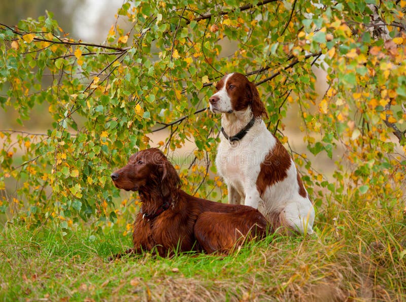 Two setters sits, outdoors