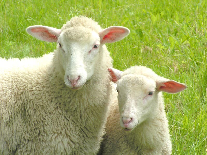 Close-up di due pecore.