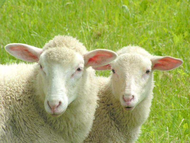 two-sheep-156382.jpg