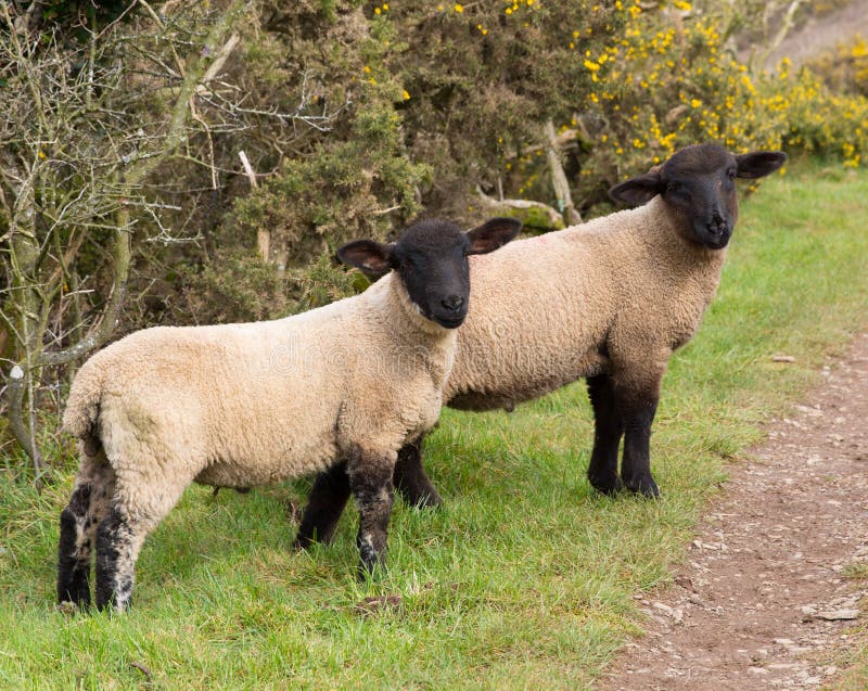 Two Sheep With Black Faces And Legs Stock Photo Image 30452220