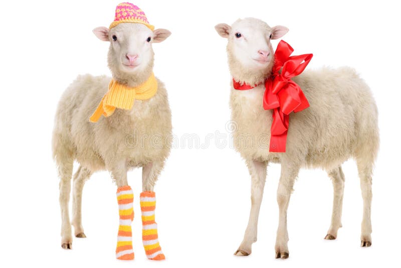 Two Sheep in Christmas clothes