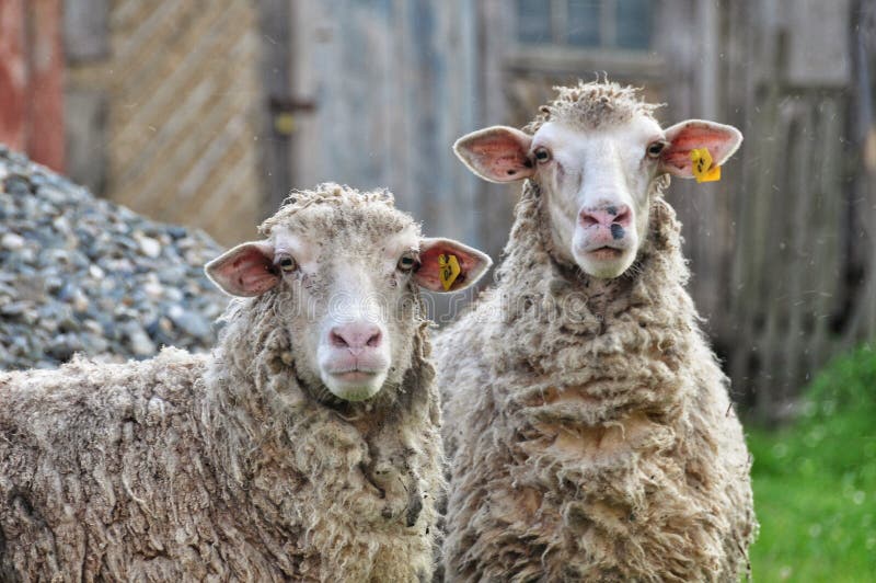 Two sheep royalty free stock photo Two sheep royalty free stock photo
