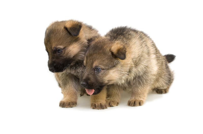 Two sheep-dogs puppys