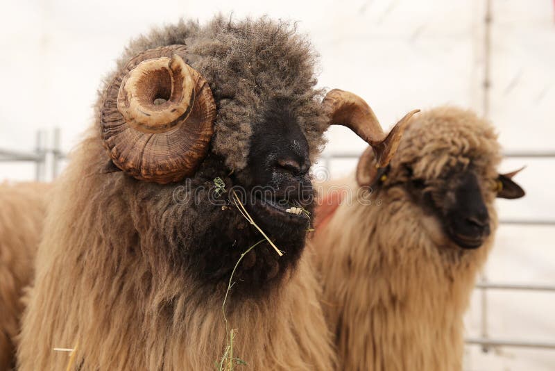 Two sheep stock photos Two sheep stock photos