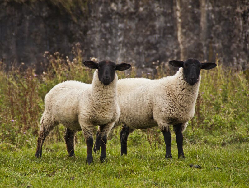 Two sheep staring royalty free stock photo Two sheep staring royalty free stock photo