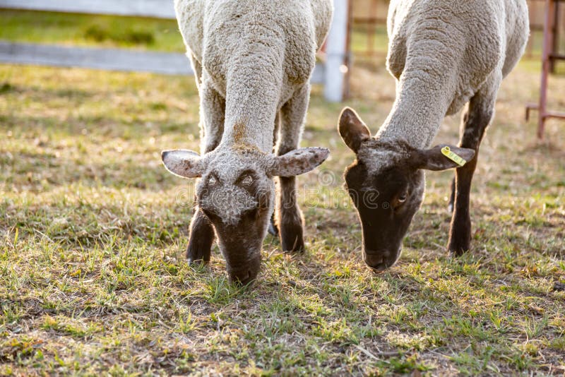 Two sheep young lambs graze pinching grass in a clearing in the rays of the setting sun. Close-up. Horizontal royalty free stock images