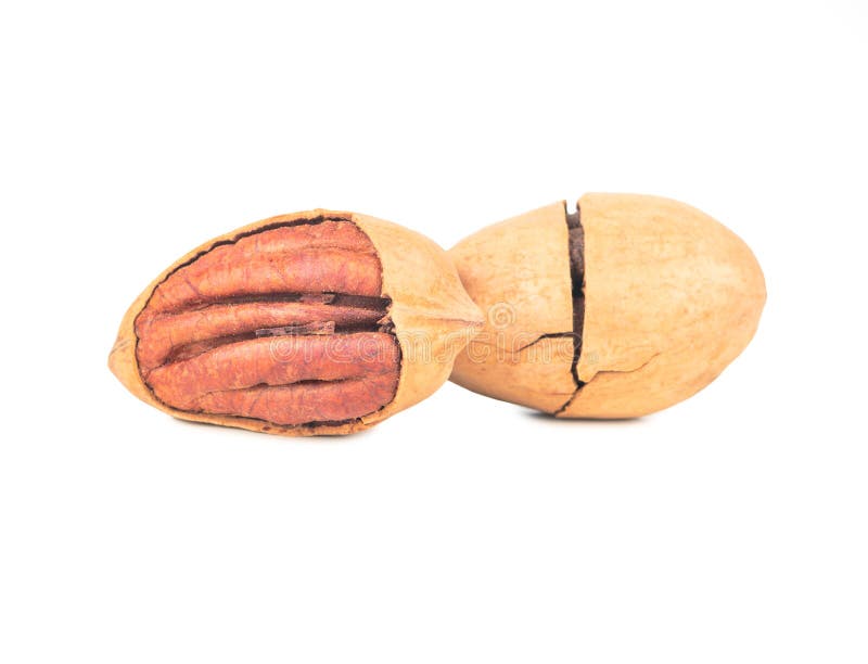 Two shelled pecans stock photo. Image of broken, antioxidant 250266892