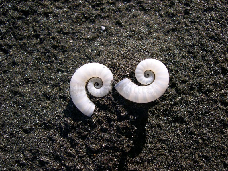 Two spiral shells on a black sand beach. Two spiral shells on a black sand beach