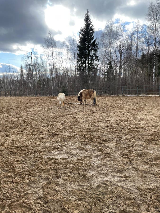 Two Shetland ponies walk in a pasture on a farm stock photos