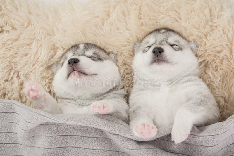 Two of Siberian Husky Puppies Sleeping Stock Image Image of sleep