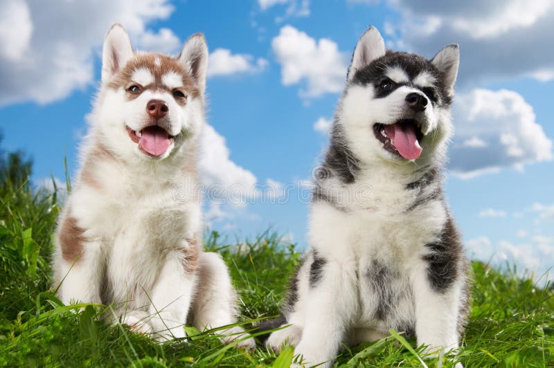 Two Siberian husky puppy dog on grass