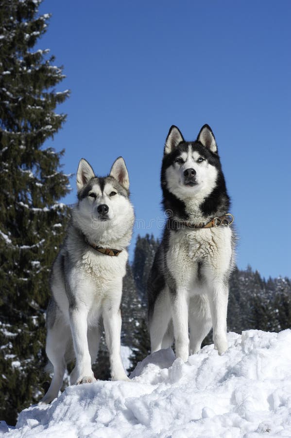 Two Siberian Huskys Sitting In A Snowy Landscape Stock Image Image Of