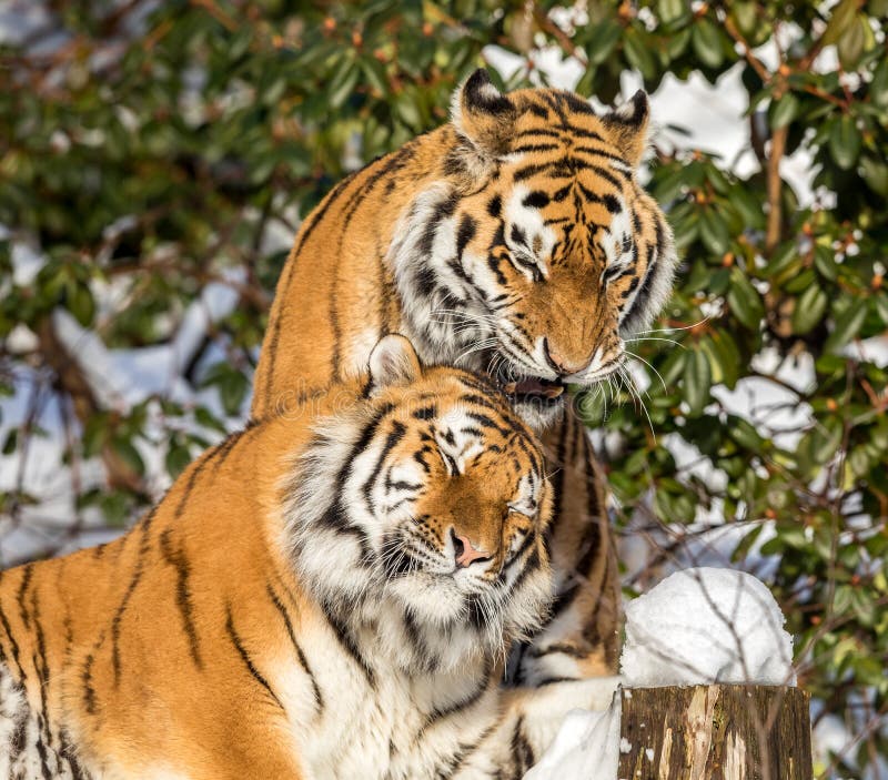 Two siberian tiger, Panthera tigris altaica, male and female cuddling, outdoors in the snow.