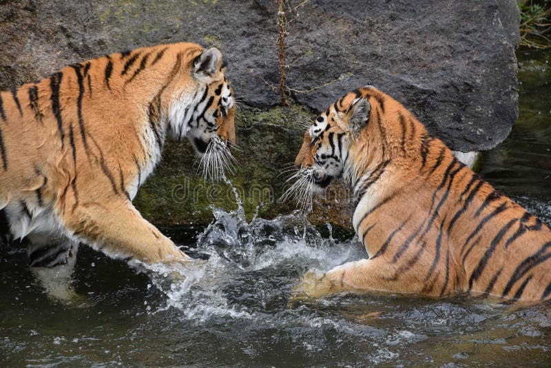 Will Tiger Play In 2025 Image to u
