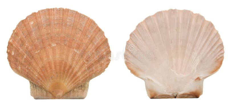 Two sides of a scallop shell