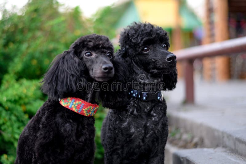 Two Toy Poodles Stock Photos Free & RoyaltyFree Stock Photos from