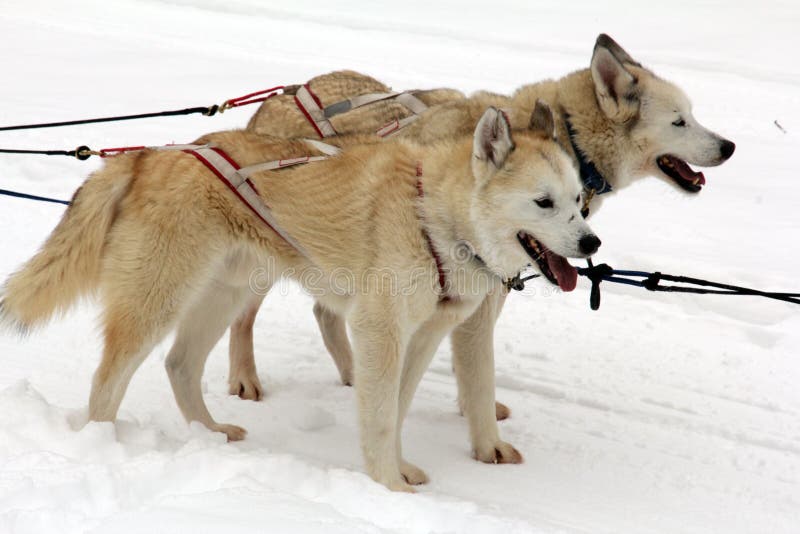 Two sled dogs are waiting for their use in the snow to pull a sled stock photo Two sled dogs are waiting for their use in the snow to pull a sled stock photo