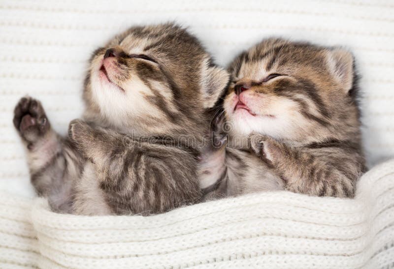 Two sleeping baby kitten