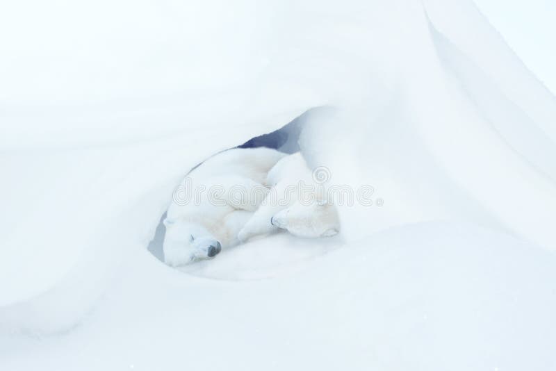 Zwei weißen Teddybären schlafen in einer Schneehöhle.