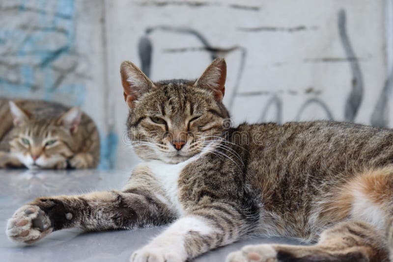 Two sleepy tiger fur cats 5 royalty free stock images Two sleepy tiger fur cats 5 royalty free stock images